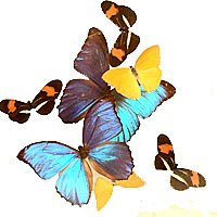 1970's Paul Purington lucite framed and mounted butterflies.