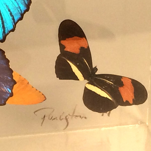 1970's Paul Purington lucite framed and mounted butterflies.