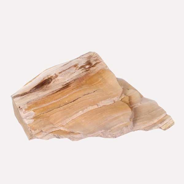 Petrified Wood Specimen Fossil