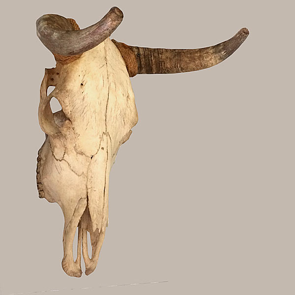 Georgia O'Keefe's Muse Vintage Cow Skull