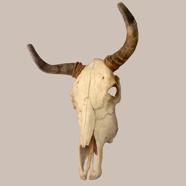Georgia O'Keefe's Muse Vintage Cow Skull