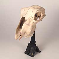 Goat Skull on Cast Iron Stand